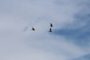 Tropcial Birds © peter_qn