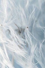 Delicate white seeds floating in the air during a calm spring afternoon near a garden