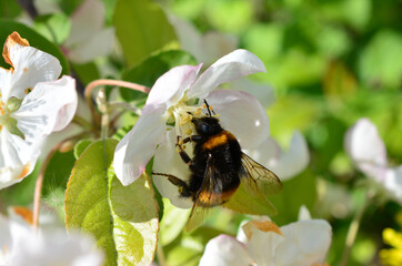 a bumblebee that is on a white flower macro