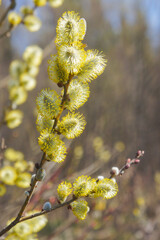 Pussy willow flowers on a branch, blooming pussy willow in a spring forest. Bright yellow flowers on a light blurred background.