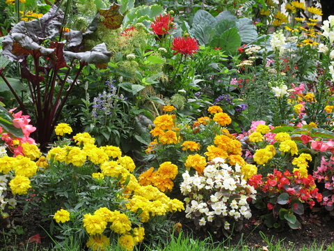Massif de fleurs