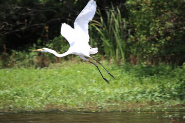 Tropcial Birds © peter_qn