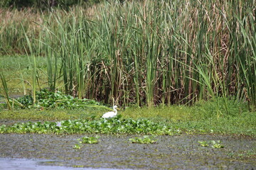 Tropcial Birds © peter_qn