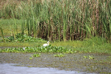 Tropcial Birds © peter_qn