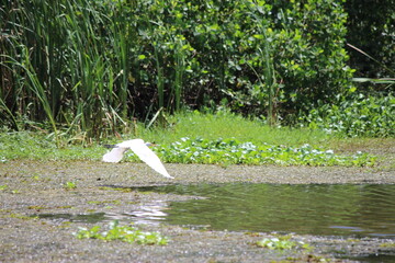 Tropcial Birds © peter_qn