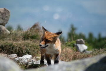 Red Fox Vulpes vulpes in the Tarta Mountains, Slovakia