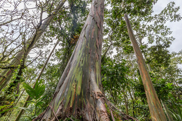 Rainforest landscape in Costa Rica with a rainbow eucalyptus tree