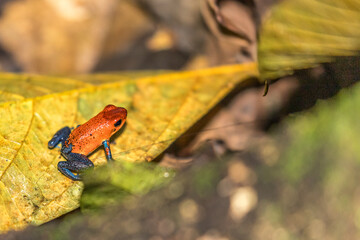 Blue jeans frog (dendrobate) on a dead leaf in the forest, Costa Rica
