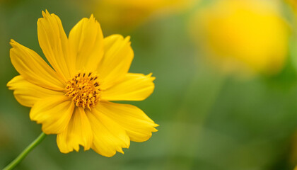 Close Up of a Yellow Flower in a Field and Copy Space