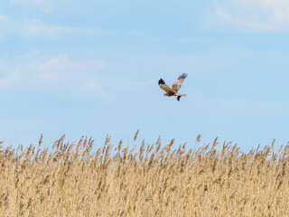 Marsh harrier with prey