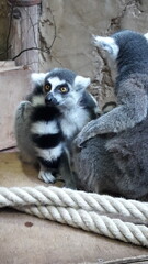 ring lemur
