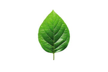 A vibrant green leaf showcasing detailed veins and a smooth texture.