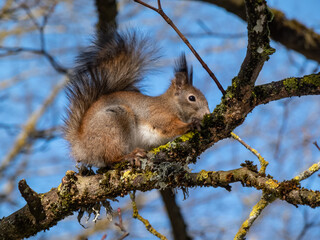 Red Squirrel (Sciurus vulgaris) sitting on a branch in forest with blue sky in background