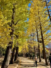 Naklejka premium 美しいイチョウ並木