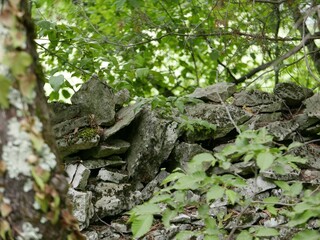 stretch of stone wall in the woods