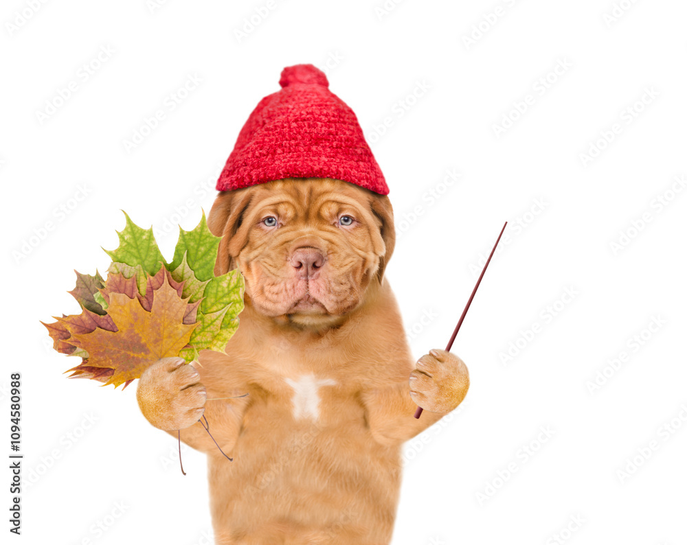 Aufkleber unhappy mastiff puppy wearing a warm hat with pompon holds dry colorful leaves and points away on em
