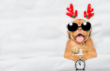 Happy Mastiff puppy dressed like santa claus reindeer  Rudolf lying with toy bear under white...