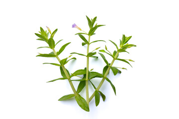 Rice Paddy Herb,Limnophila aromatica, fresh rice paddy herb on white background, Rice paddy herb isolated on white background, rice paddy herb plant on white background.