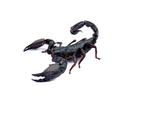 Black scorpion, Giant scorpion, Laotian Giant Scorpion, Heterometrus laoticus, Giant scorpion on white background, Dangerous insect
