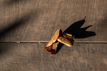 dry tree leaf, Dry leave on wooden floor, Dry leave falling, the leaves fall on wooden.