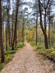 Fototapeta premium A tranquil forest pathway lined with tall pine trees and autumn foliage, photographed from an eye-level perspective. The sandy trail leads into the distance, evoking a peaceful journey through nature