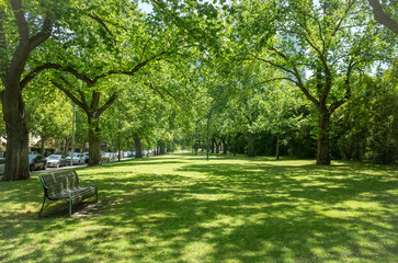 A beautiful,expansive outdoor green space featuring a spacious lawn and a canopy of trees. Sunlight filters through the leaves. A cozy, inviting ambiance in urban street park.East Melbourne, Australia