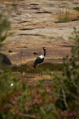 Sattelstorch in der Ferne