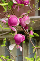 Fototapeta premium purple magnolia in full bloom. hybrid soulangeana plant. beautiful nature spring background. decorative tree