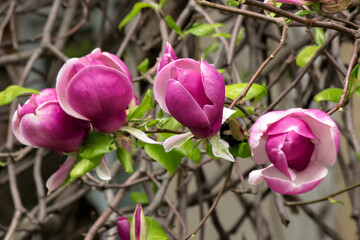 purple magnolia in full bloom. blooming flora. beautiful nature spring background. fragrant purity