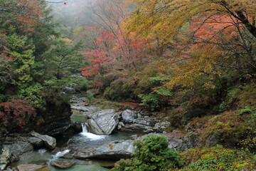渓谷を彩る紅葉　瀬戸川渓谷　（高知県　土佐町） © mitumal 