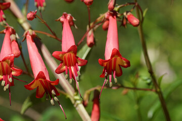 Close up of cape fuchsia (Phygelius capensis). Figwort family (Scrophulariaceae). Red flowers in a...