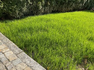 Obraz premium Wachstum von frisch angesätem Gras im Garten neben einem mit Granit gepflasterten Weg 