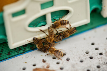 Beehives and bees against the background of an autumn landscape.