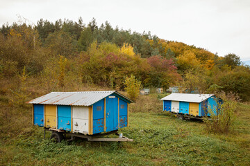Beehives and bees against the background of an autumn landscape.