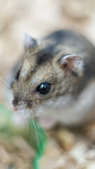Close-Up of a Tiny Hamster with Fluffy Fur