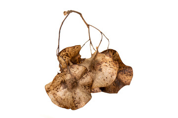 Dry seed Pterocarpus macrocarpus, or Burma padauk,  tree native to the seasonal tropical forests of southeastern Asia, Dry seed Pterocarpus macrocarpus on white background. Andaman Redwood isolated 
