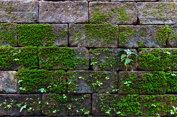 Moss on brick wall, old bricks wall background, bricks wall wallpaper,old grunge brick wall background covered covered with moss.