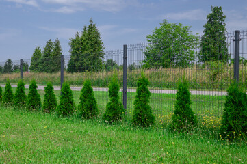 Małe thuje posadzone przy ogrodzeniu z siatki, rosnący żywopłot, ogród  © Paweł Kacperek