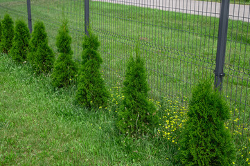 Piękne zielone małe thuje, żywotnik wschodni zasądzony w rzędzie wzdłuż ogrodzenia z siatki  © Paweł Kacperek