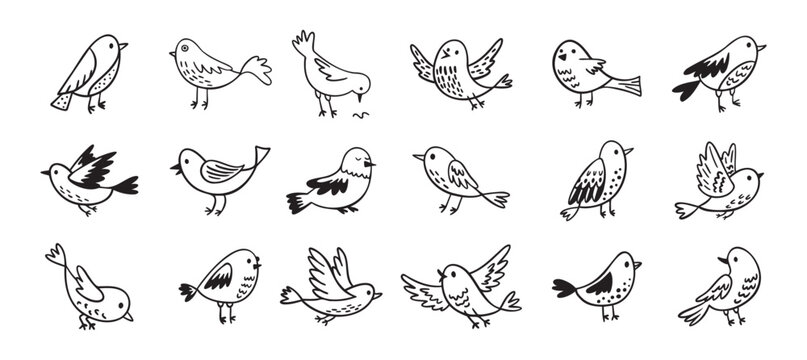 Bird doodle set. Birds hand drawn collection. Cute hand drawn bird doodles. Black on white drawing
