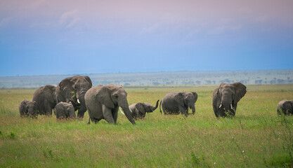 Simiyu is an administrative region of Tanzania. It was created in March 2012, being until then part of the Shinyanga Region. Its capital is the city of Bariadi.