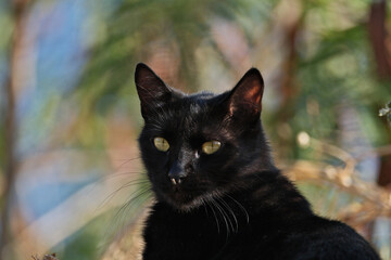 Black cat with yellow eyes on a background of green leaves