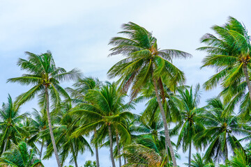 Coconut palm tree trunk and foliage swaying in the wind of exotic tropical forest against tropical sky sun