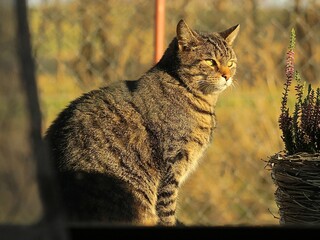 Kotek