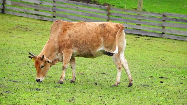  zebu (Bos indicus) eats grass on a green meadow. slow motion
