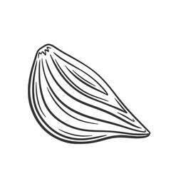 Vector illustration of onion bulb cut in half. Peeled onion sketch. Outline draw.