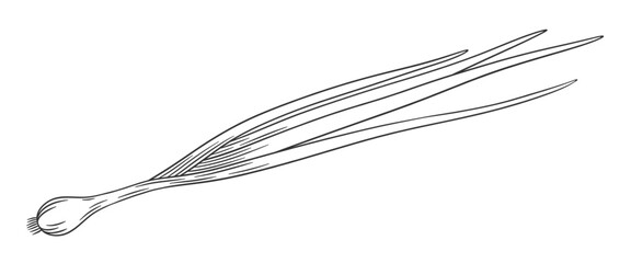 Vector outline green onion. Hand drawn sketch illustration of onion feathers. Onion isolated on white.