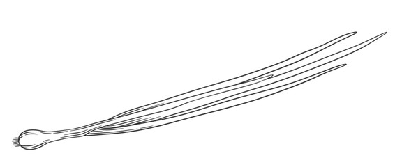 Vector outline green onion with stem and leaves. Hand drawn sketch illustration of onion. Healthy vegetable ingredient for cooking, condiment and spice.