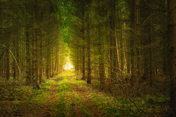 Dirt road in a coniferous forest