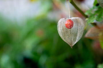 Obraz premium Close-Up of Physalis Lantern with Vibrant Red Fruit